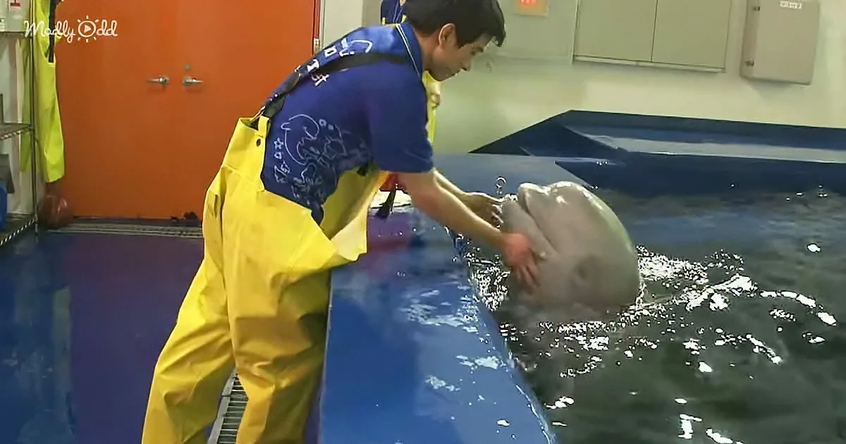 A person in yellow and blue interacts with a dolphin in a pool.