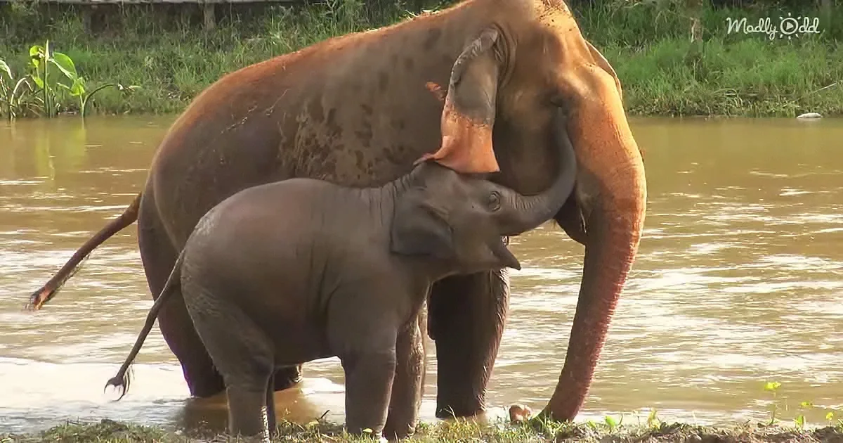 Baby Elephant Loves Her Human Parents so so so Much!