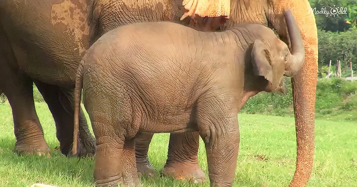 A baby elephant stands on grass, its trunk raised, next to a larger elephant.
