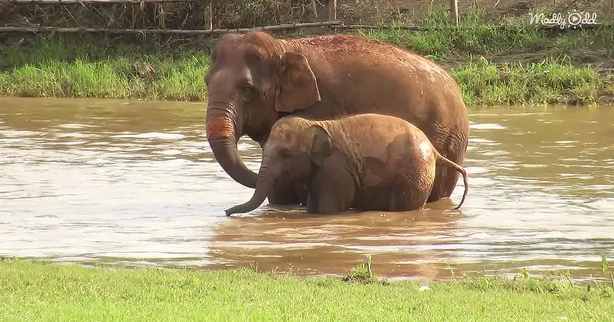 A mother elephant and her calf are standing in shallow water, with the mother gently holding the calf with her trunk.