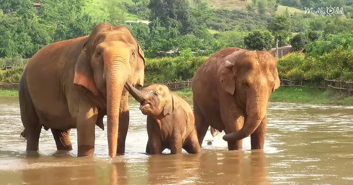 Three elephants, two adults and one calf, are standing in shallow water near a lush green landscape.
