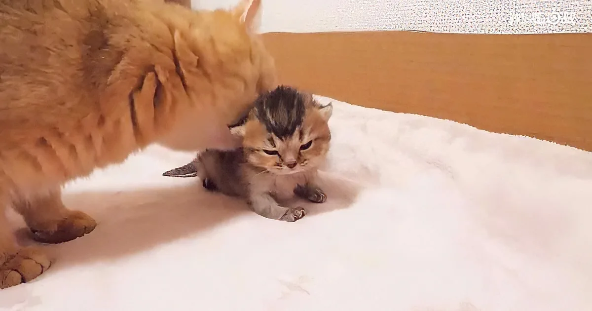 Cute kitten and mama cat
