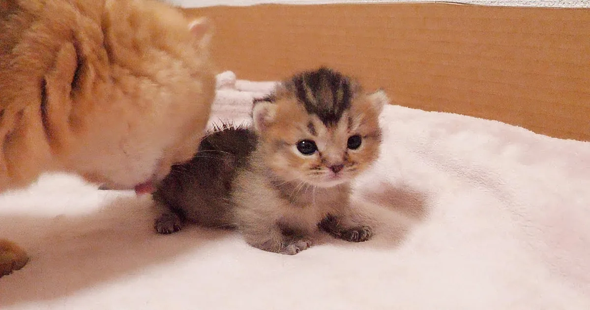 Mama Cat Loves Her Cutie-Pie Kitten so Much