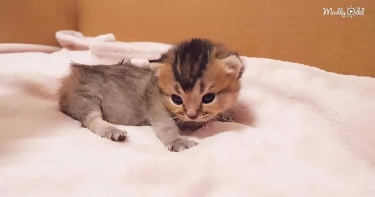 A small, fluffy kitten with a mix of gray and orange fur is lying on a white blanket.