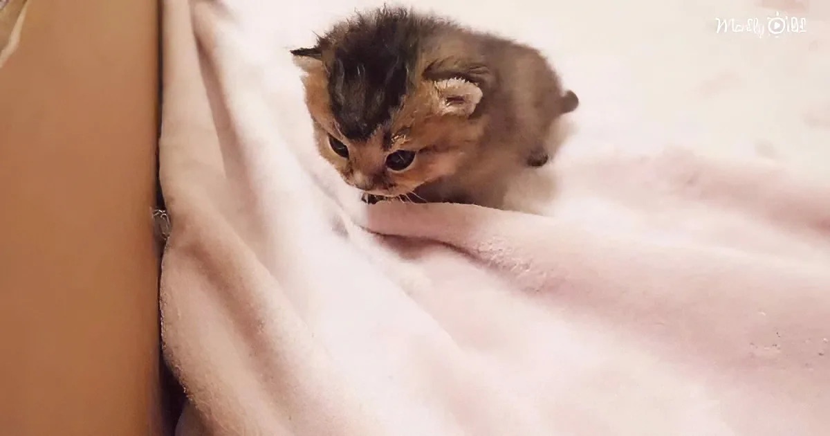A tiny, fluffy kitten with a mix of brown and black fur is lying on a soft pink blanket.