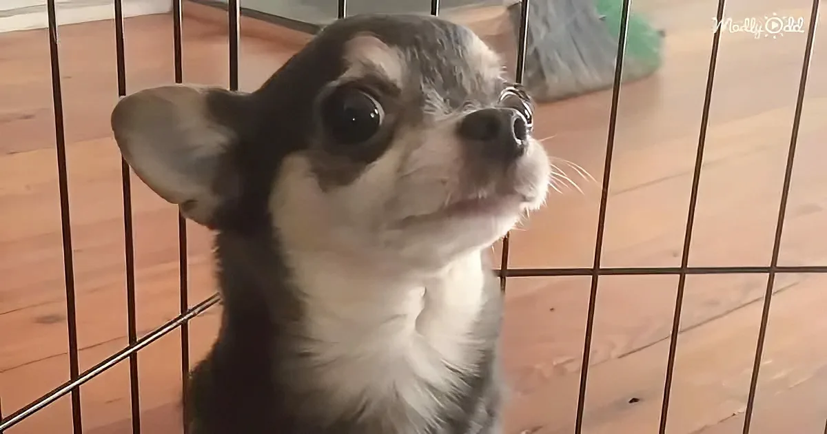 A small black and white dog with perked ears sits inside a metal cage, looking up attentively.