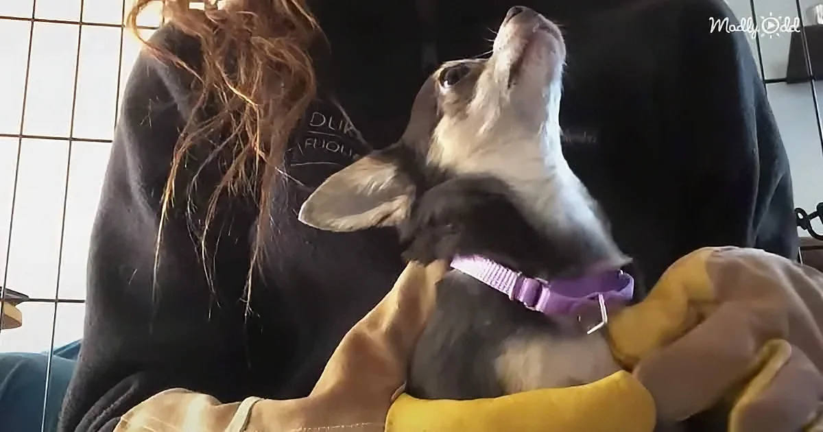 A small dog with a purple collar is being held upside down by a person in a yellow shirt.