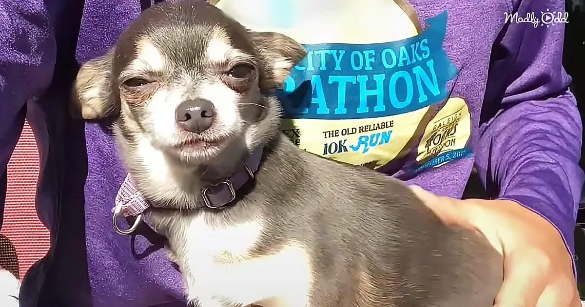 A small dog with a purple shirt and a "City of Oaks Marathon" bib is being held.