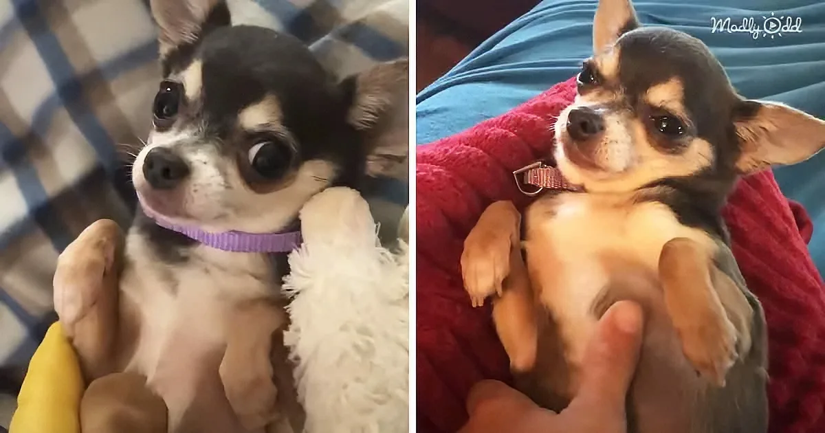 Wild-Child Chihuahua Learns About the Magic of Belly Rubs
