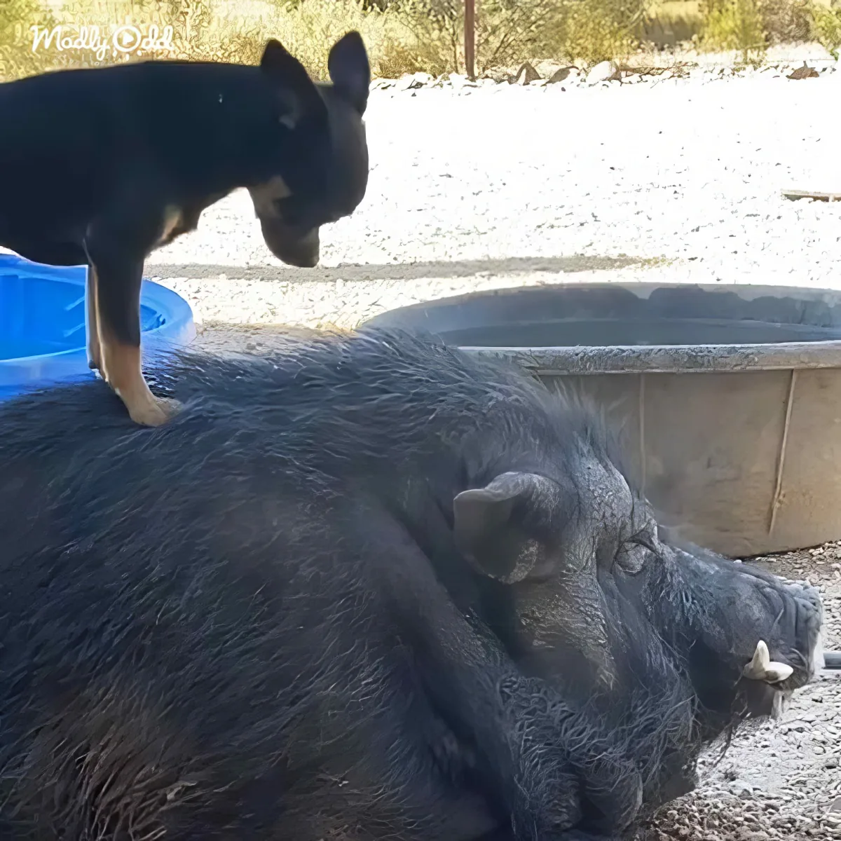 A black pig rests on the ground while a small black dog stands on its back, both in a sunny outdoor setting.