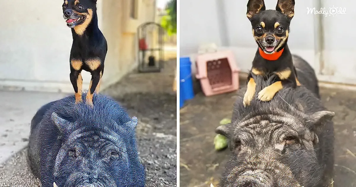 Adorable Pig Gives Little Chihuahua Piggy Back Rides Everywhere