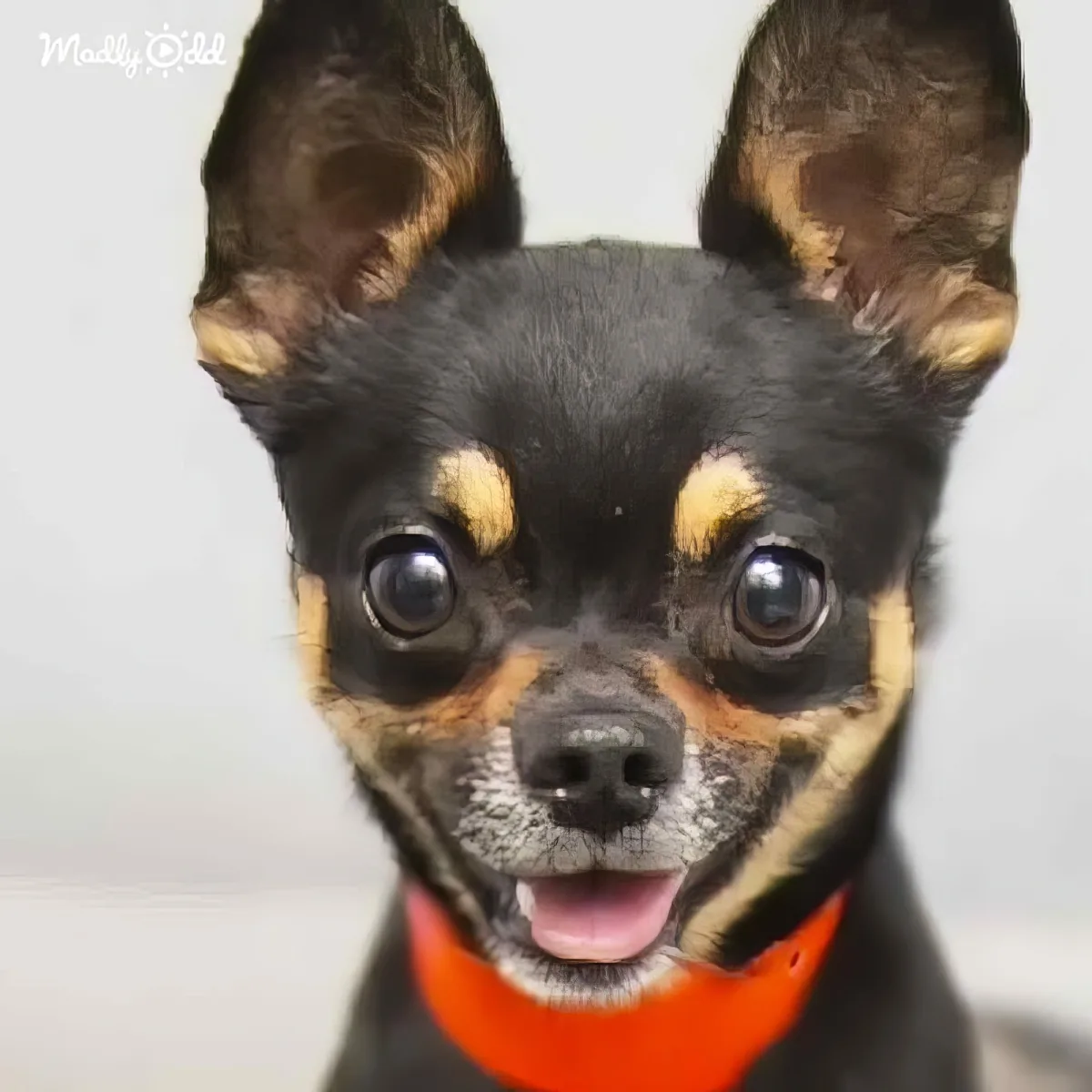 A small dog with black and tan fur, wearing an orange collar, smiles with its mouth open.
