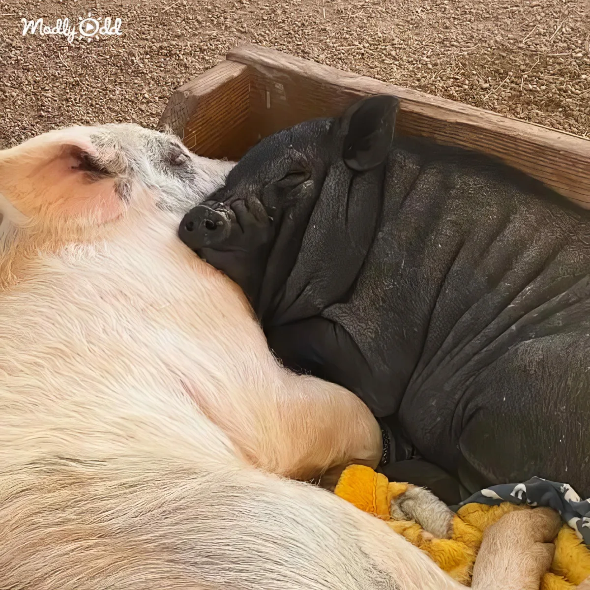 Two pigs, one white and one black, cuddling together in a wooden box.