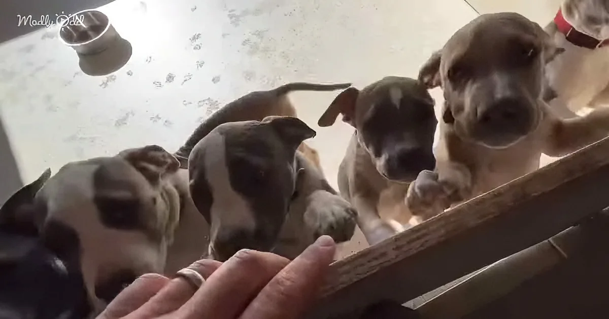 Four puppies eagerly look up at a hand holding a treat, with one paw extended.