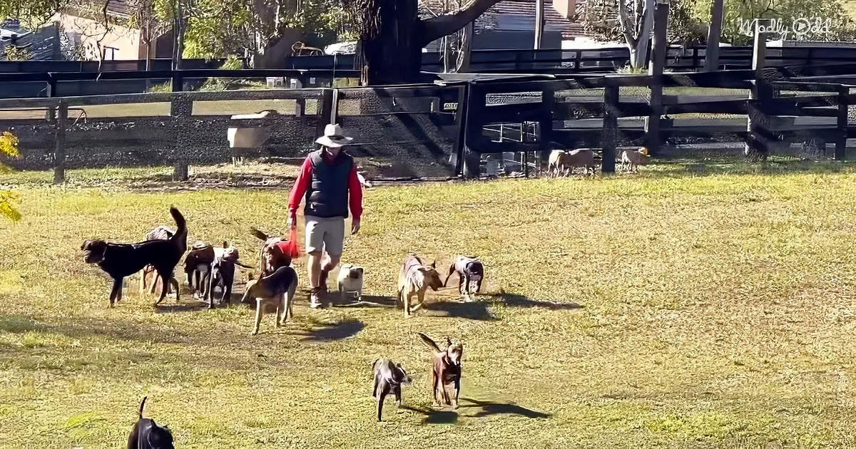A man in a hat and vest walks through a grassy field surrounded by a group of dogs.