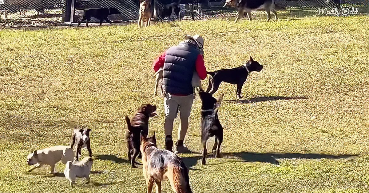 A person in a vest and hat is surrounded by a group of dogs in a grassy field.