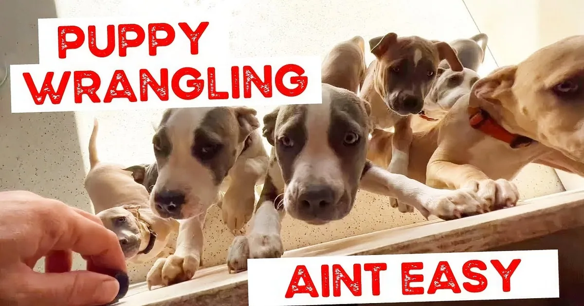 Puppy Wrangling - It Ain't an Easy Job