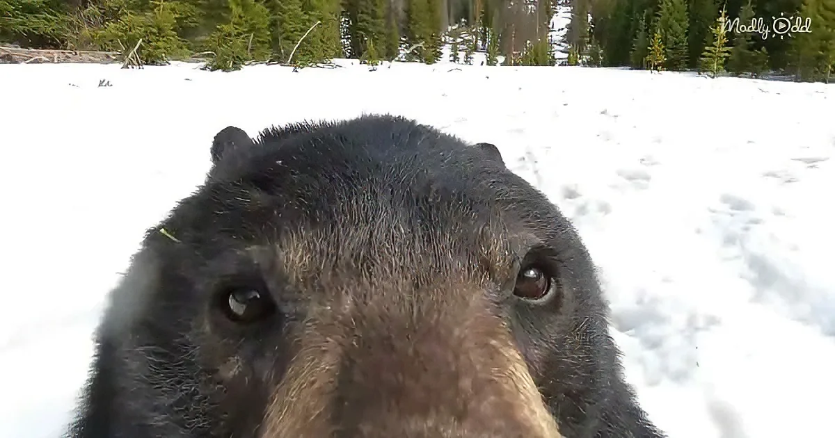 A close-up of a black bear's face in the snow, surrounded by trees.
