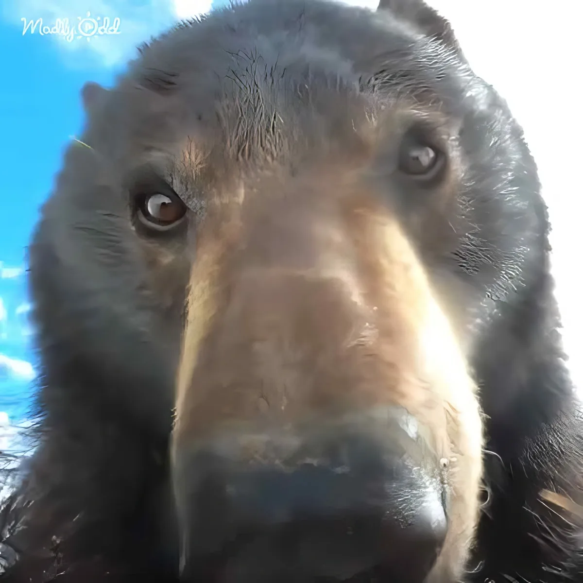 A close-up of a black bear's face with a brown snout and eyes, set against a bright blue sky.