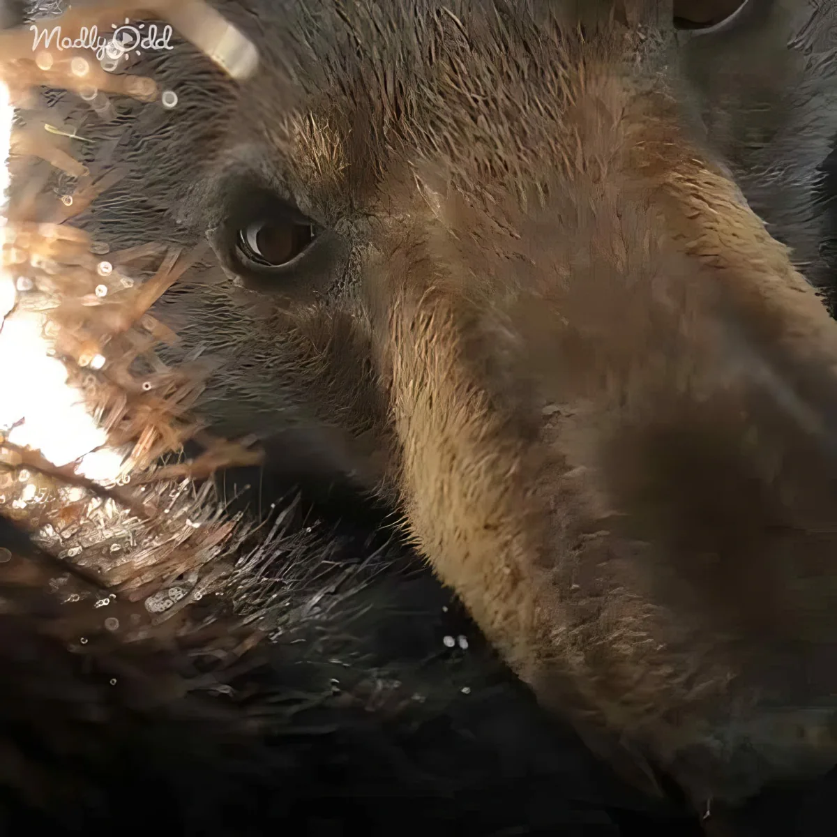 A close-up of a wet, brownish animal with a dark face, possibly a bat or similar creature, gazing intently.