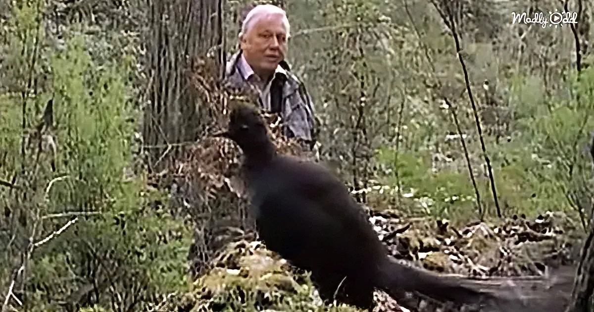 A black bird with a long tail stands in a forest, while a person in a plaid shirt observes from behind.