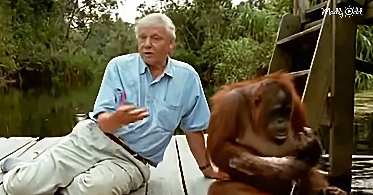 A man in a blue shirt interacts with an orangutan on a boat, surrounded by lush greenery.