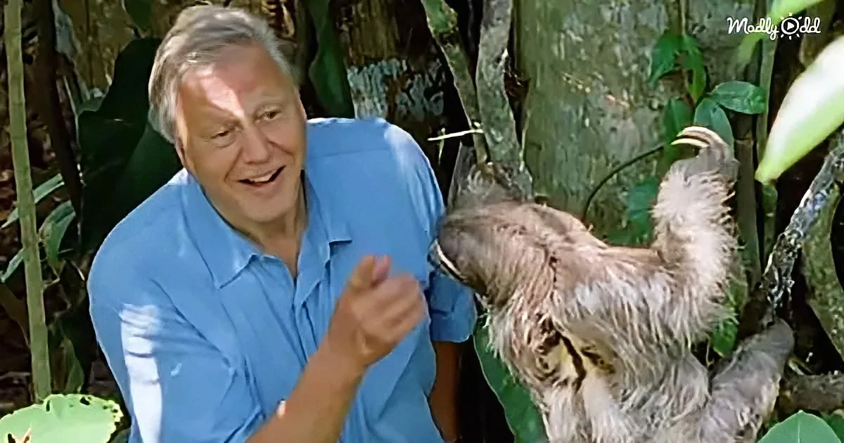 Celebrating David Attenborough With a Collection of His Legendary Moments