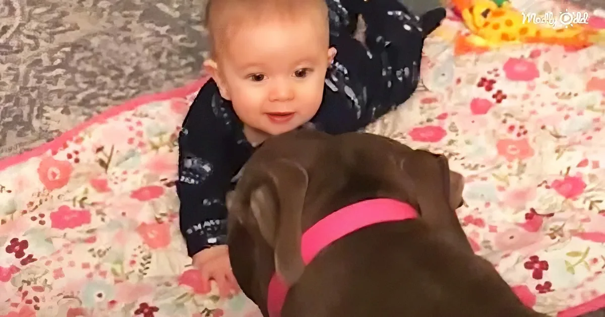 A baby in a dark outfit sits on a floral blanket, reaching out to a brown puppy wearing a pink harness.