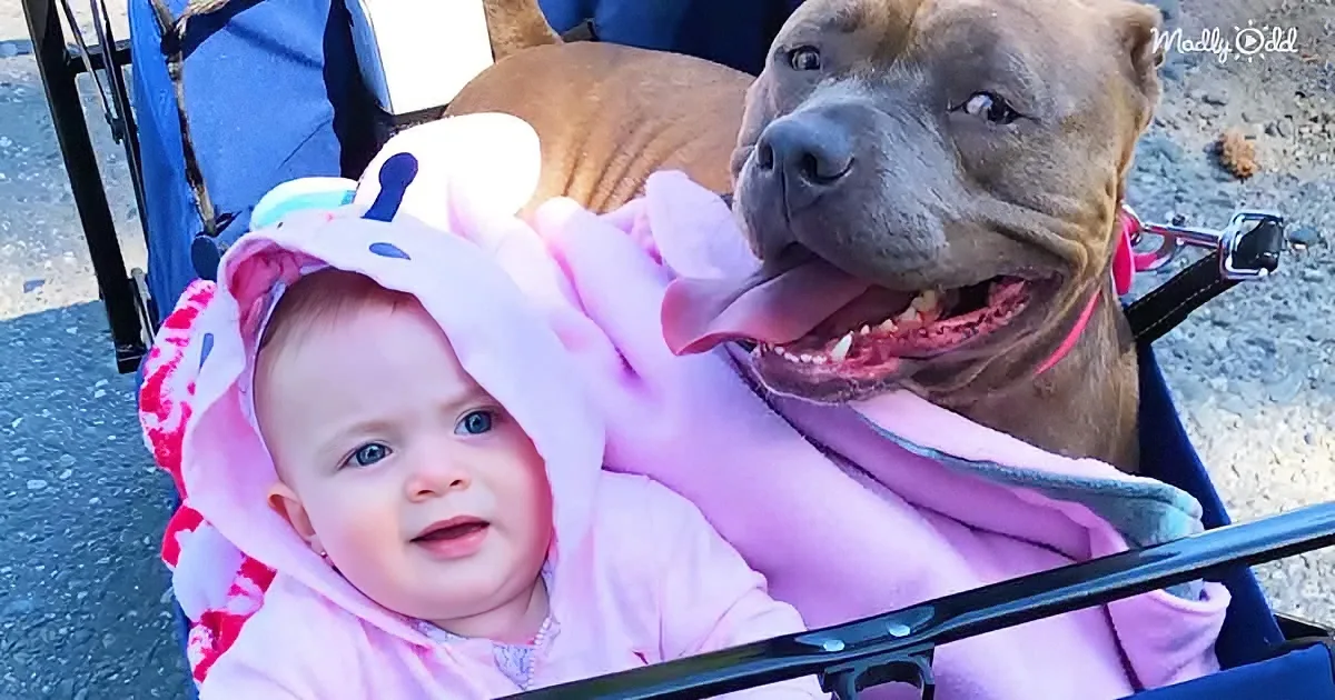 Pittie Pup That Couldn't Walk Now Chases Around Her Little Sister
