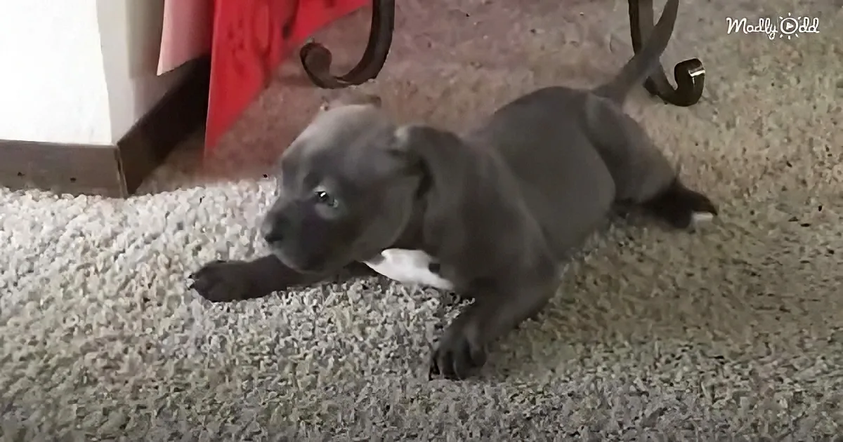 A gray puppy with a white patch lies on a carpet, looking up with a curious expression.