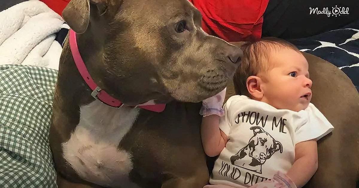 A large dog wearing a pink collar rests beside a baby in a white shirt on a bed.