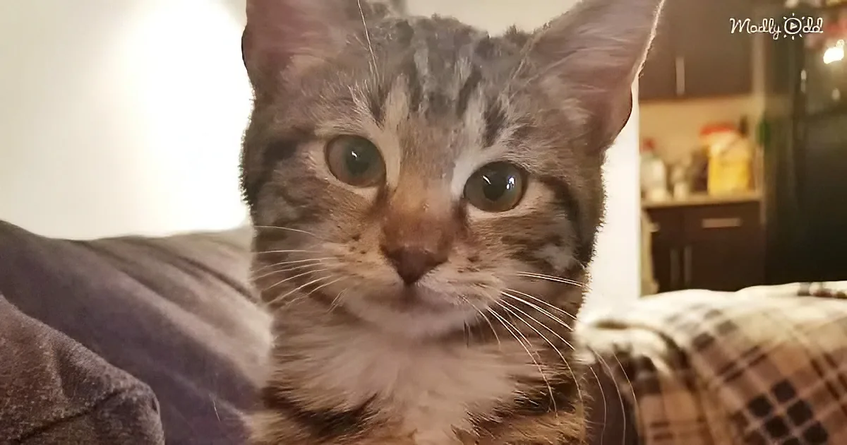 A close-up of a curious tabby kitten with large eyes, sitting on a blanket, looking directly at the camera.
