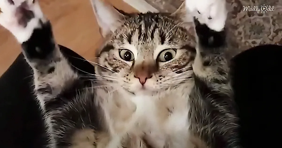 Sweet Guy Gets Hooked on Cats After His First Foster Fail