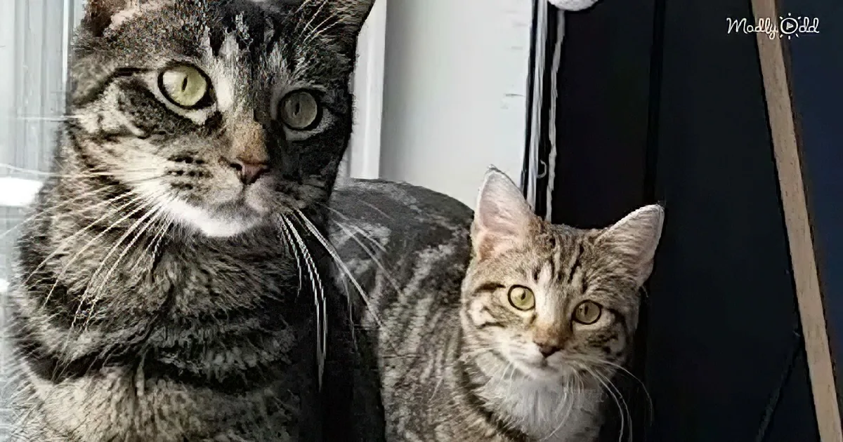 Two tabby cats, one adult and one kitten, sit closely together, looking directly at the camera.