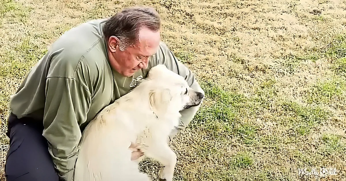 A man in a green shirt is hugging a large white dog on a grassy field.