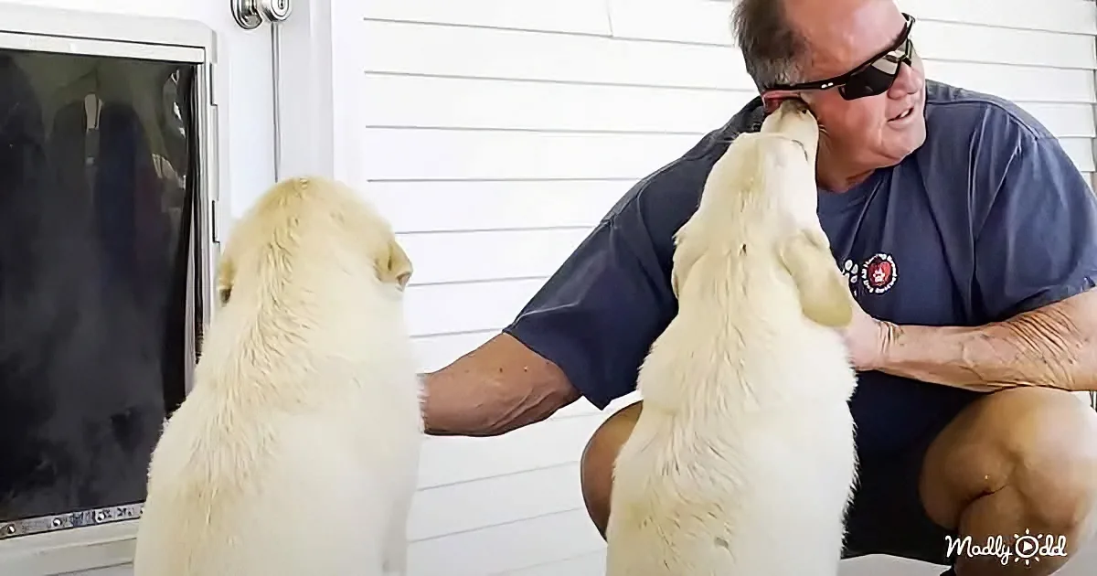 A man in sunglasses pets two white dogs, one of which is licking his hand.