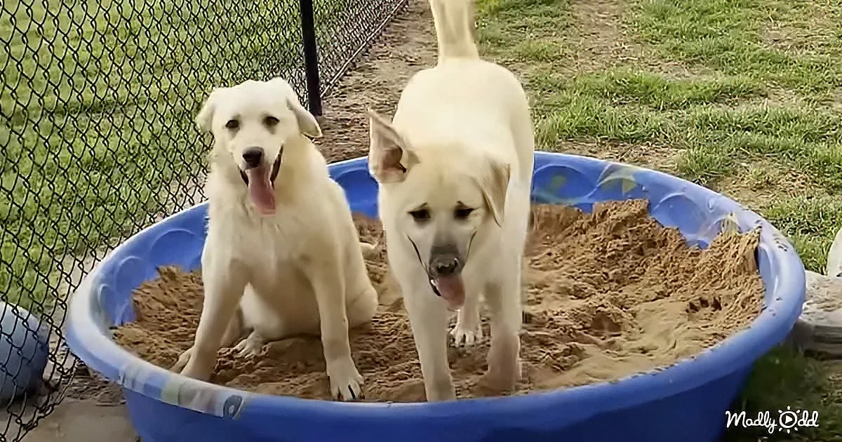 Two white dogs are playing in a blue sandbox filled with dirt.