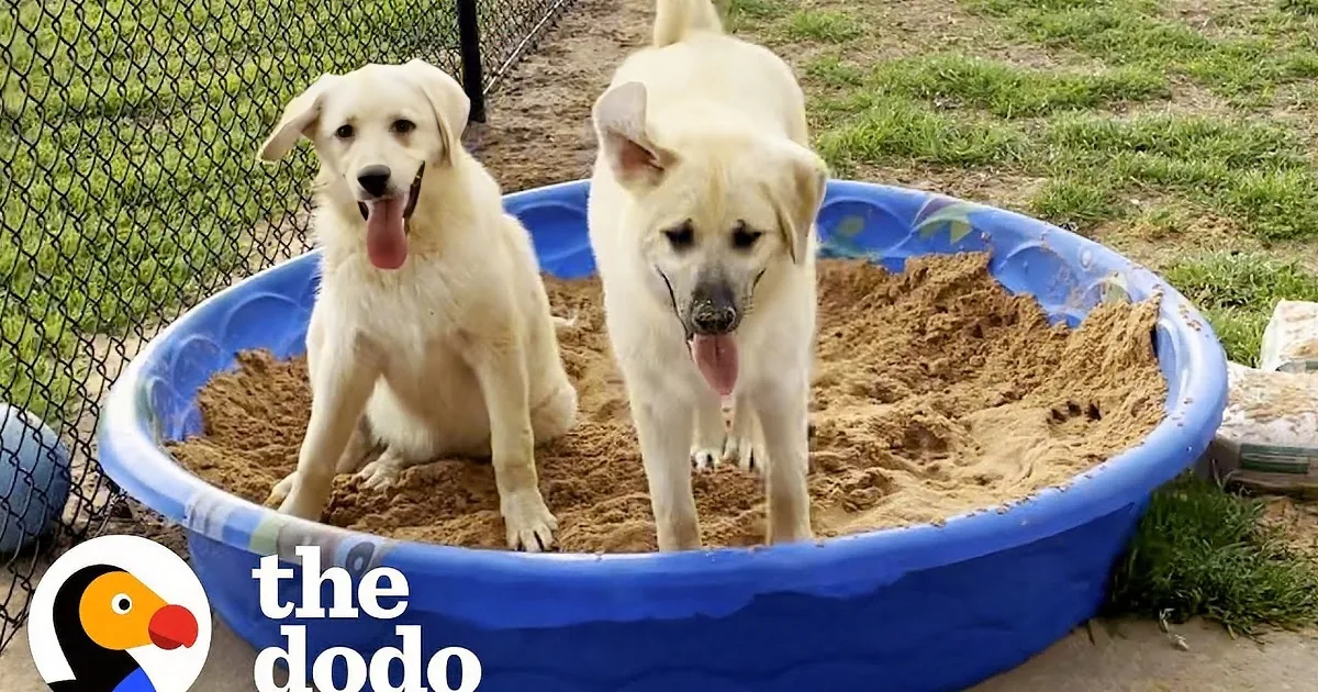Senior Couple Rescues 2 Puppies Abandoned on Their Porch