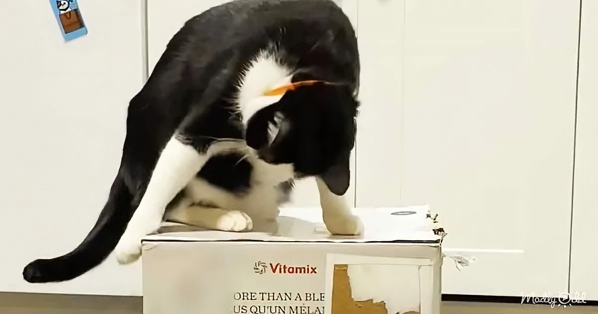 A black and white cat is perched on a Vitamix box, seemingly inspecting something on the surface.
