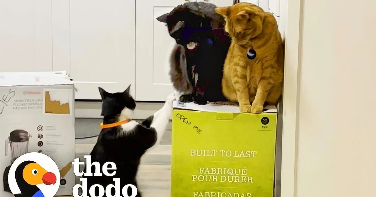 Her Cats Go Cuckoo for Vitamix Box, so She Writes to the Company and Their Response? Too Sweet!