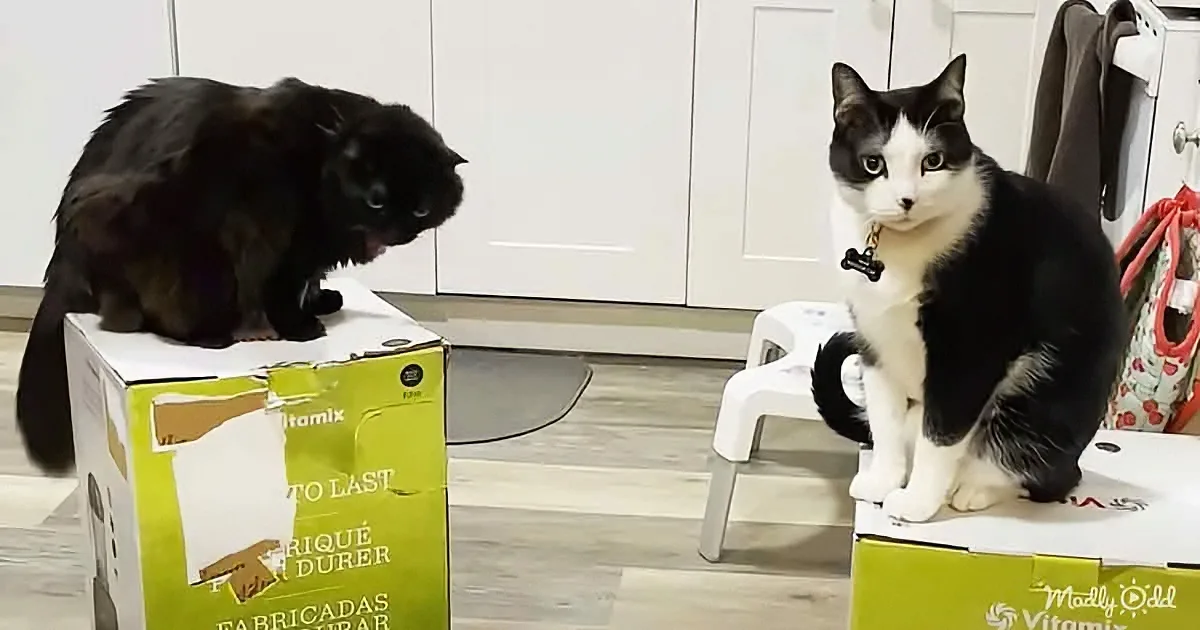 Two cats, one black and one black-and-white, sit on boxes, facing each other in a room with white cabinets and a small stool.