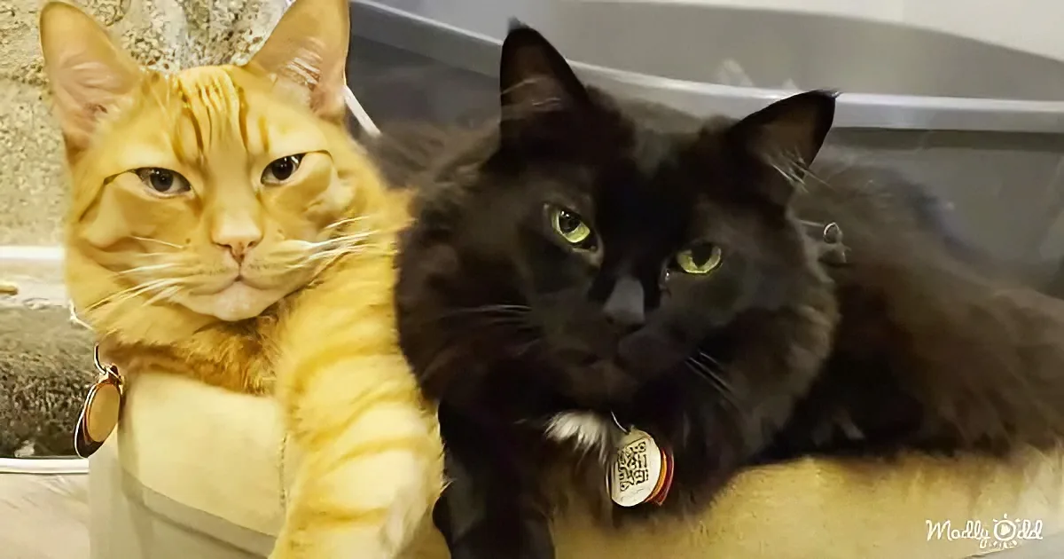Two cats, one orange and one black, sit closely together, both wearing collars, in a cozy indoor setting.