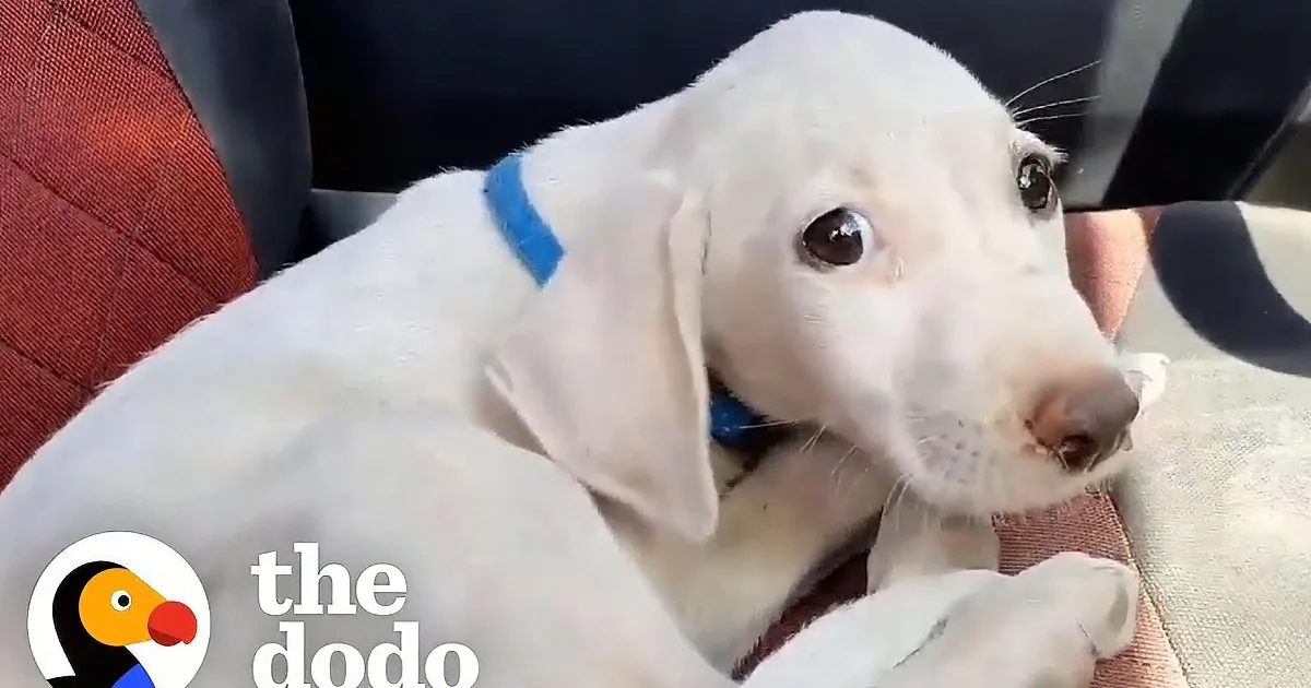 Rescue Puppy's Life Changes After This Man Pick Him up Nearby