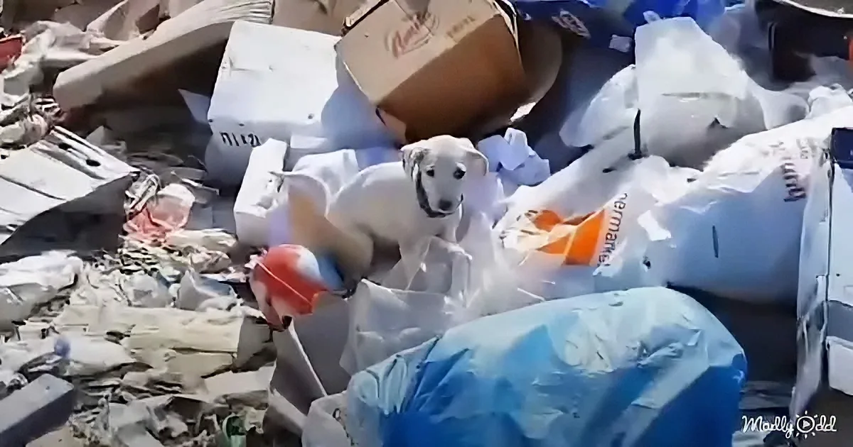 A white dog stands amidst a pile of trash and debris, surrounded by plastic bags and boxes.