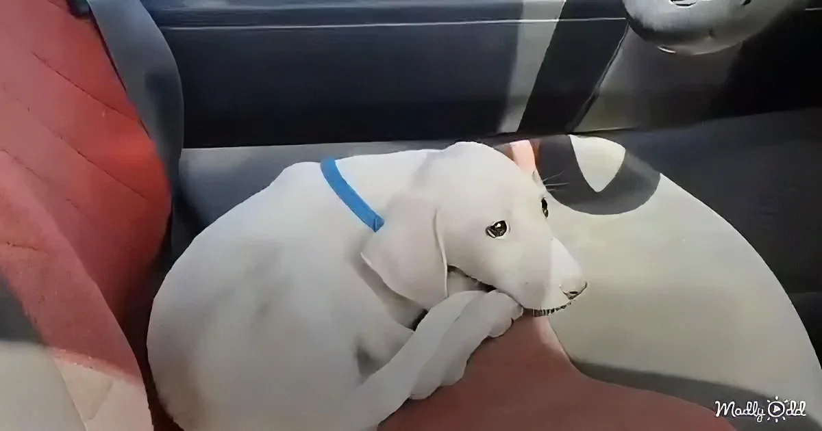 A white puppy with a blue collar rests on someone's lap inside a car.