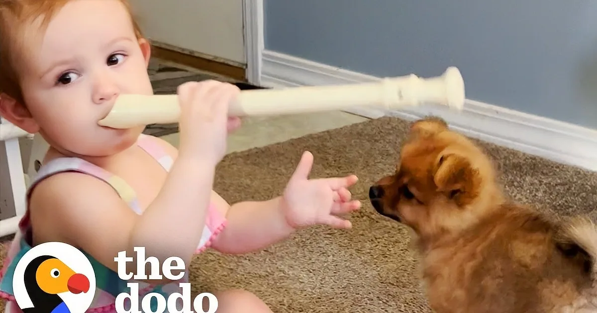 Cute Puppy and Baby Girl Form the World's Best Music Band