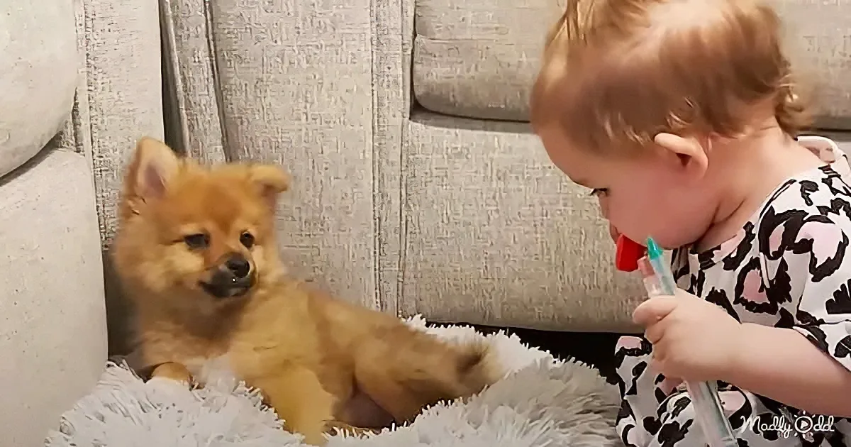 Baby and puppy