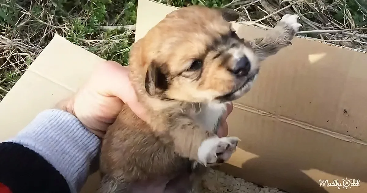 A small, light brown puppy with white markings is being held gently by a person's hands.