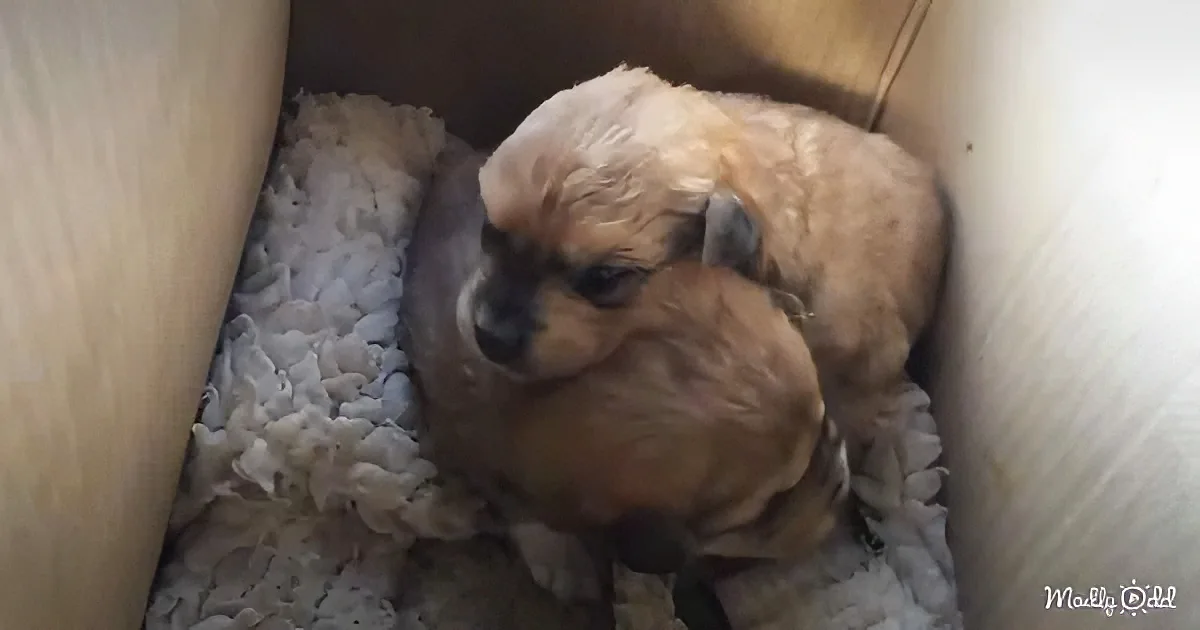 A small, light brown puppy with a fluffy coat is nestled in a cardboard box lined with a soft, white, fluffy blanket.