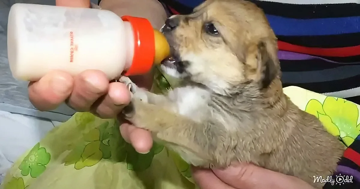 A small puppy is being bottle-fed by a person, with the bottle held in the person's hand.